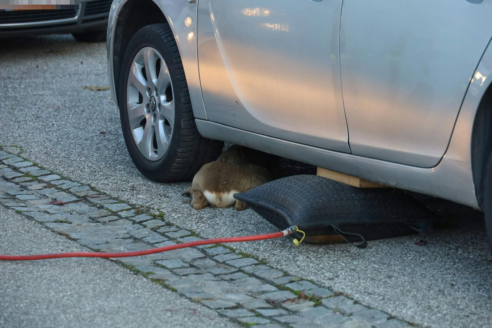Das Tier befand sich unter einem Auto, konnte weder vor noch zurück.