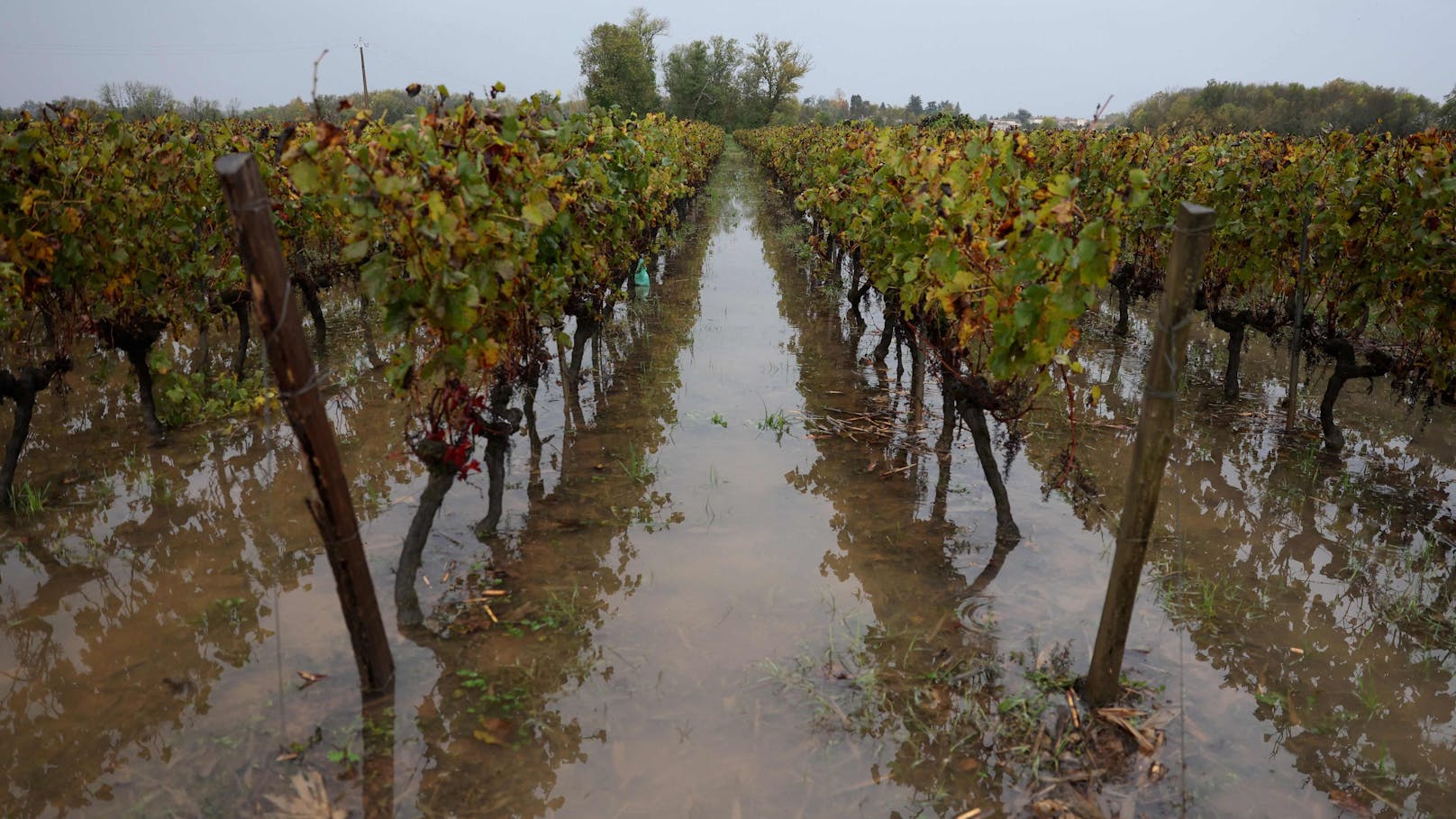 Regen, Dürre – Weinproduktion sinkt auf 60-Jahres-Tief