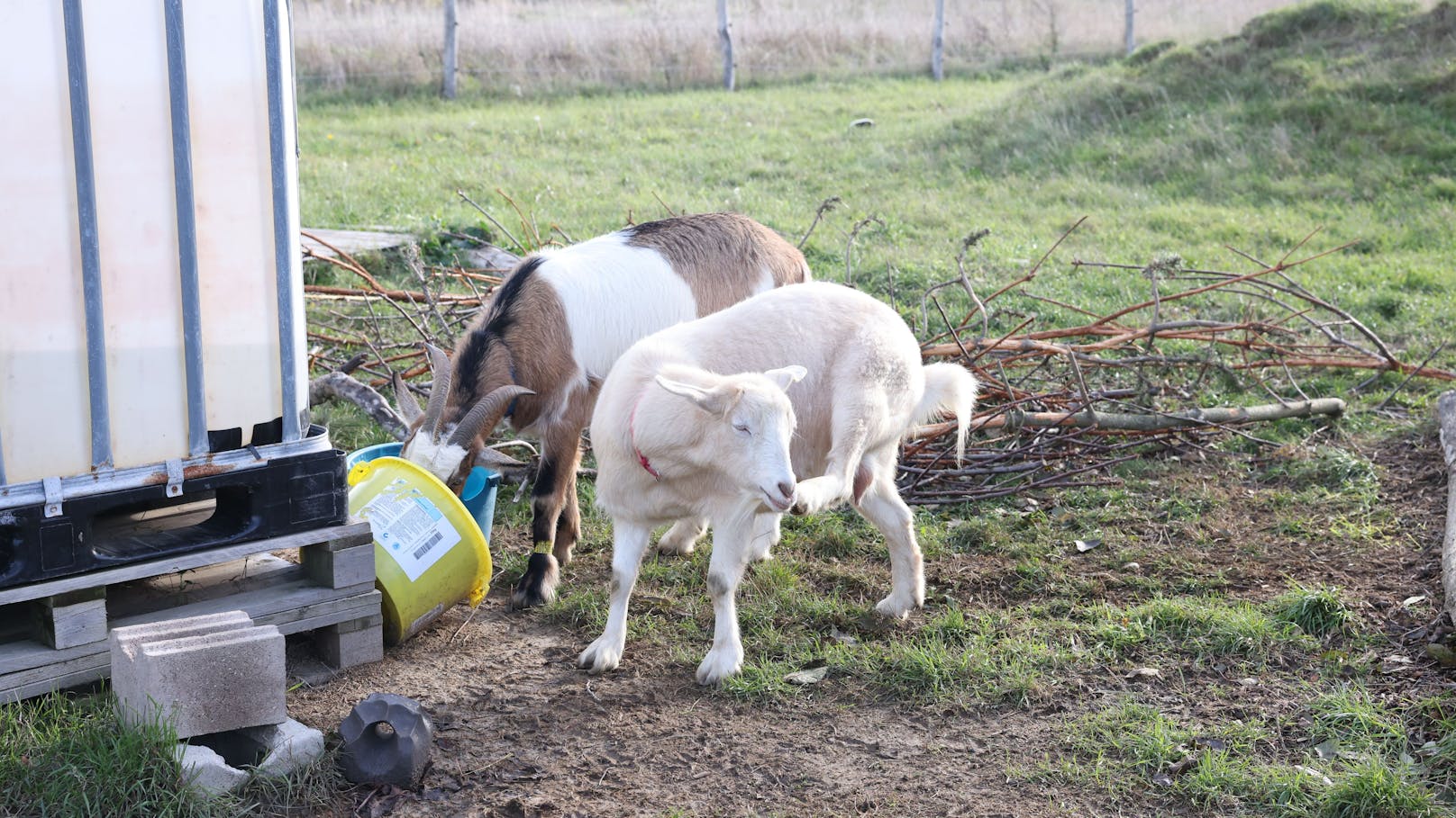 Die Tiere leben in einer strikten Hierarchie, jeder hat seine Aufgabe.