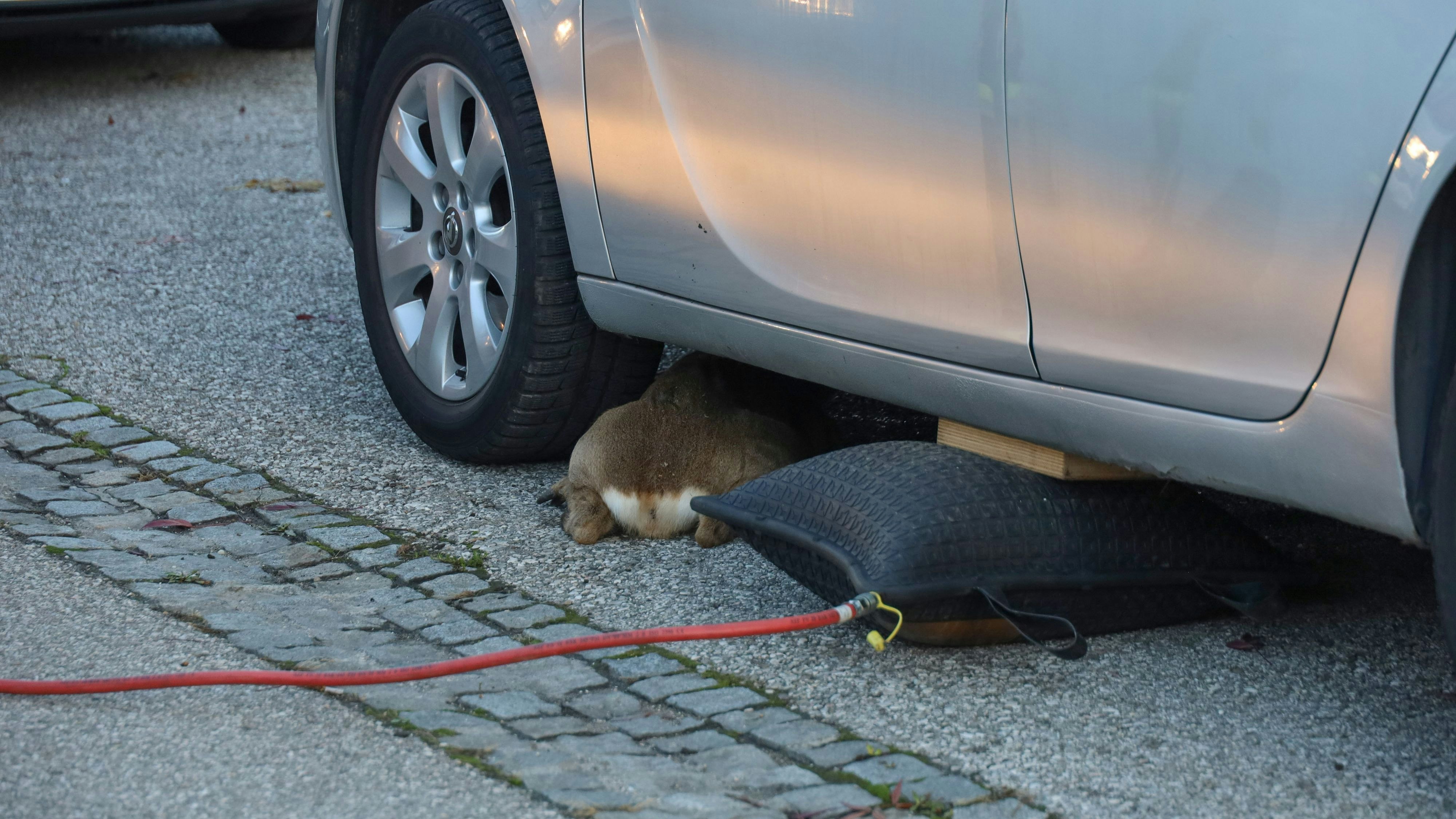 In Wels war ein Reh unter einem Auto gefangen. Die Feuerwehr wurde alarmiert.