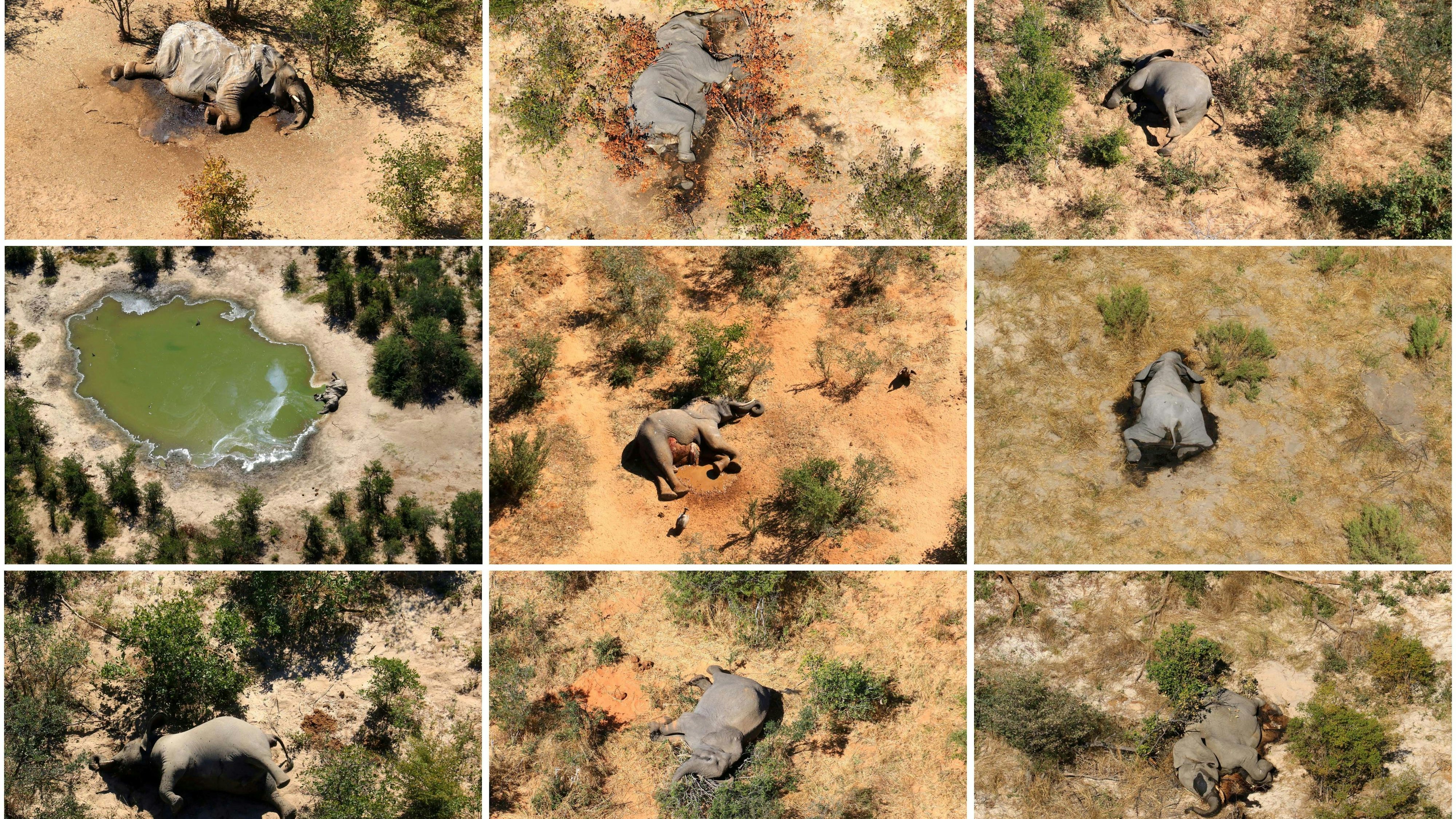 In Botswana verendeten Hunderte Elefanten. Lange rätselten die Forscher über die Ursache.