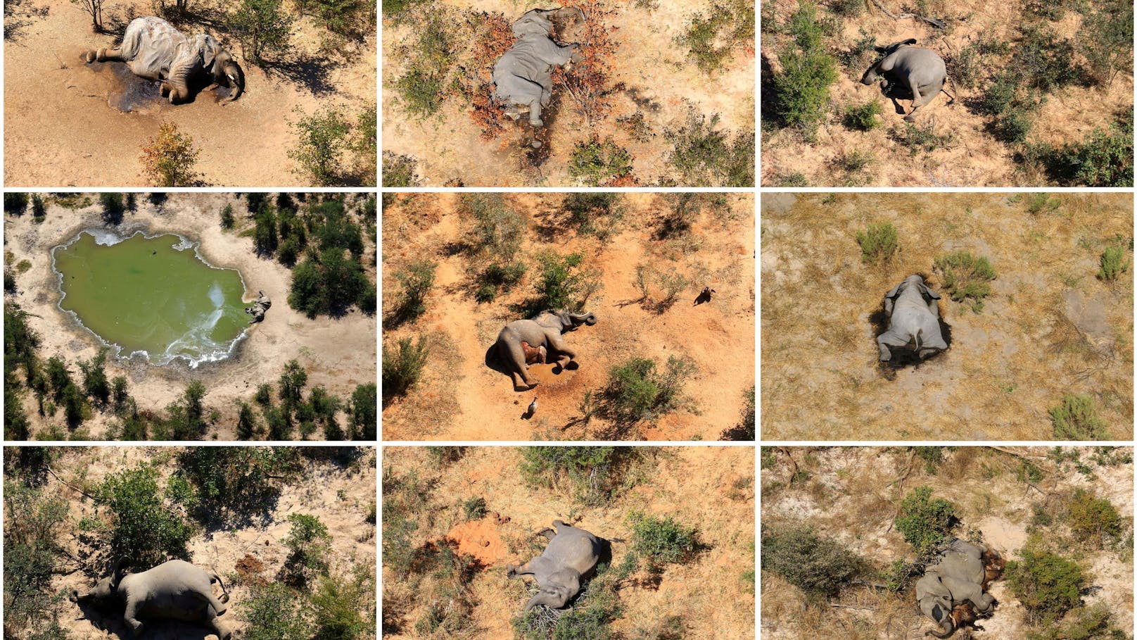 Rätsel um die toten Elefanten in Botswana ist gelüftet