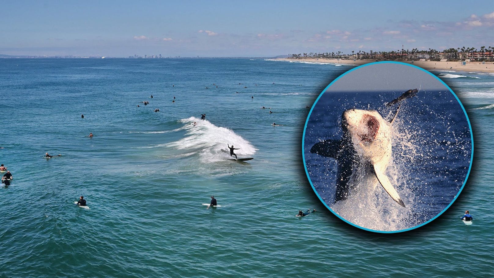 Wal angespült – Deshalb wurde dieser Strand gesperrt