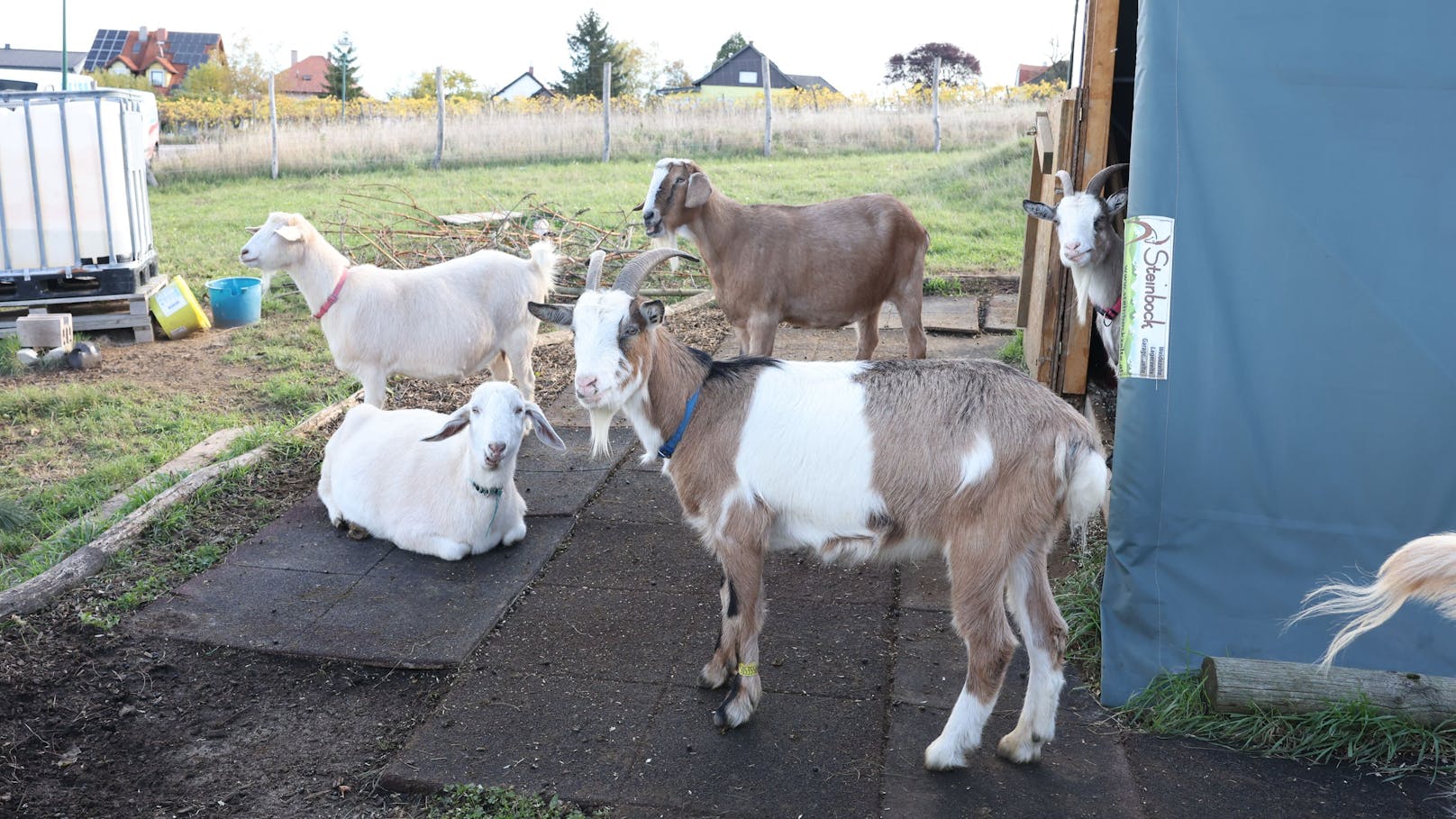 Auf der "Meckerei" leben acht Ziegen in einer Herde.