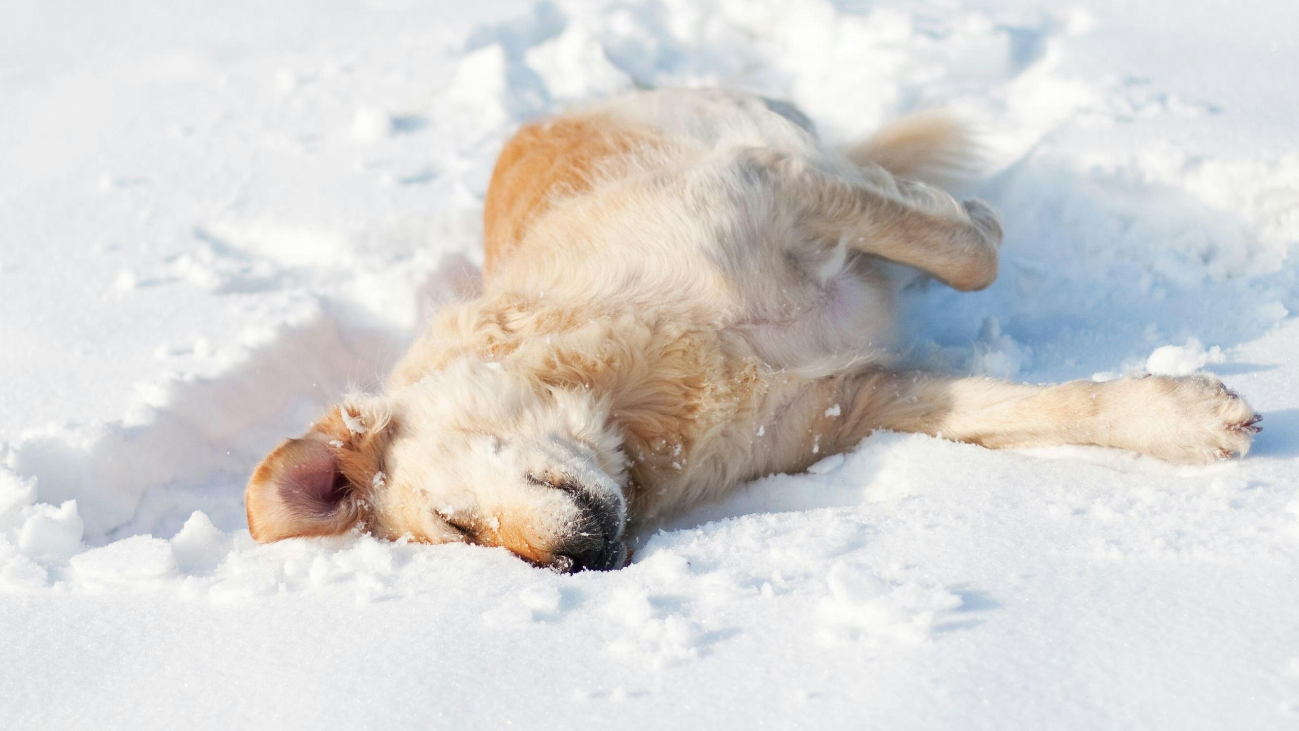 Einem Golden Retriever wird in den seltensten Fällen im Winter kalt werden. 