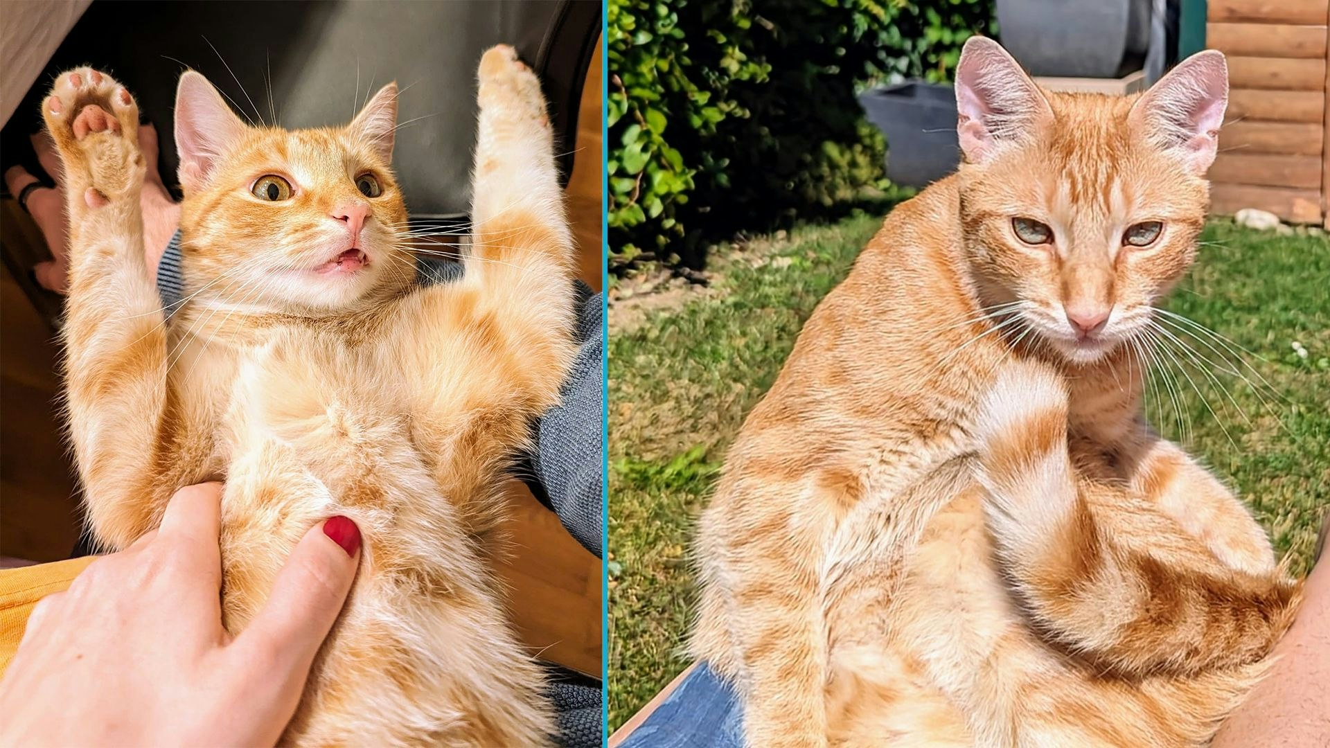 Der niedliche "Momo" verschwand kürzlich in Tulln! Wer hat ihn gesehen? 