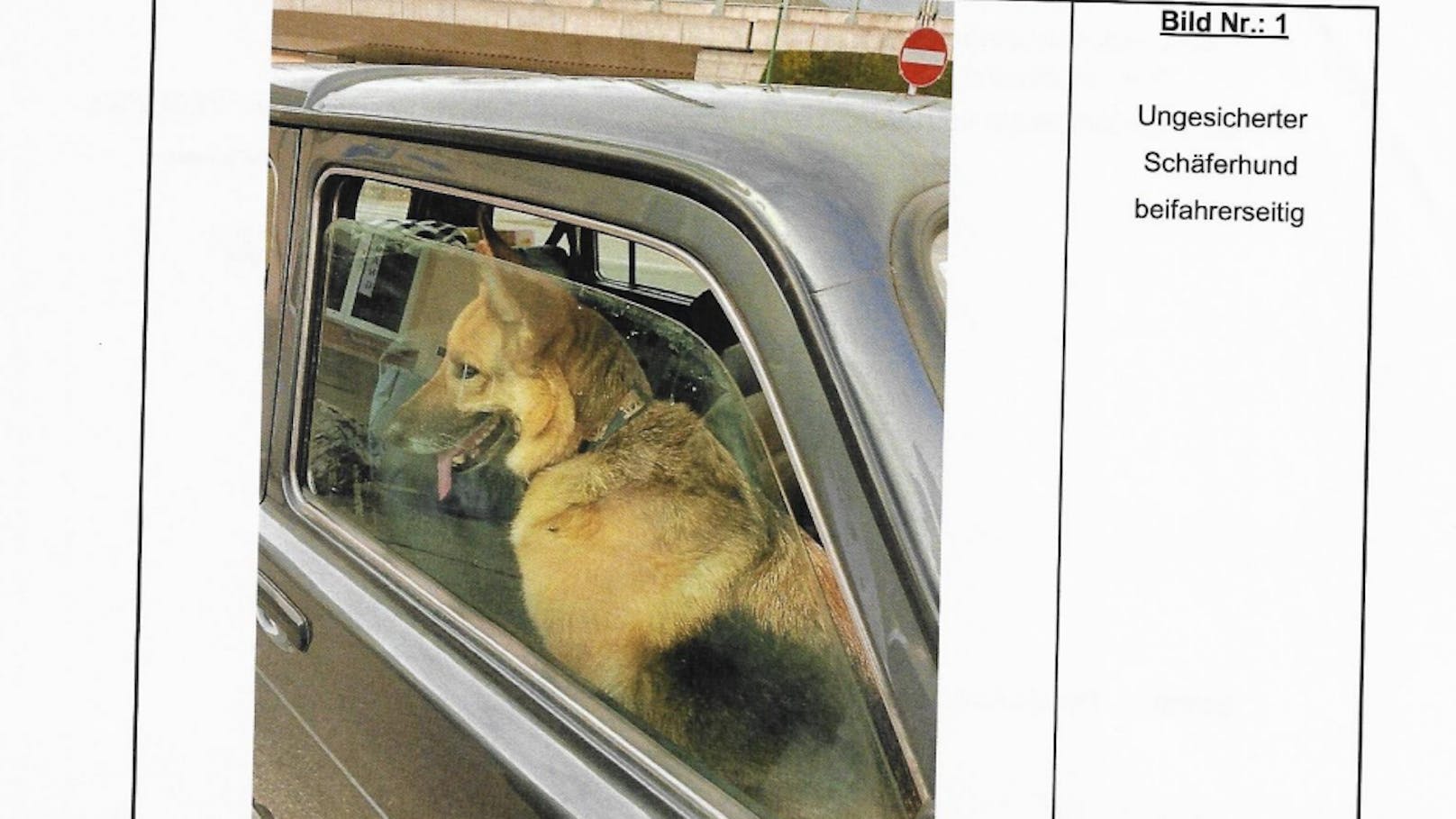 Das Original-Foto von "Elly" auf dem Beifahrersitz im Zuge der Polizeikontrolle befindet sich im Verfahrensakt.