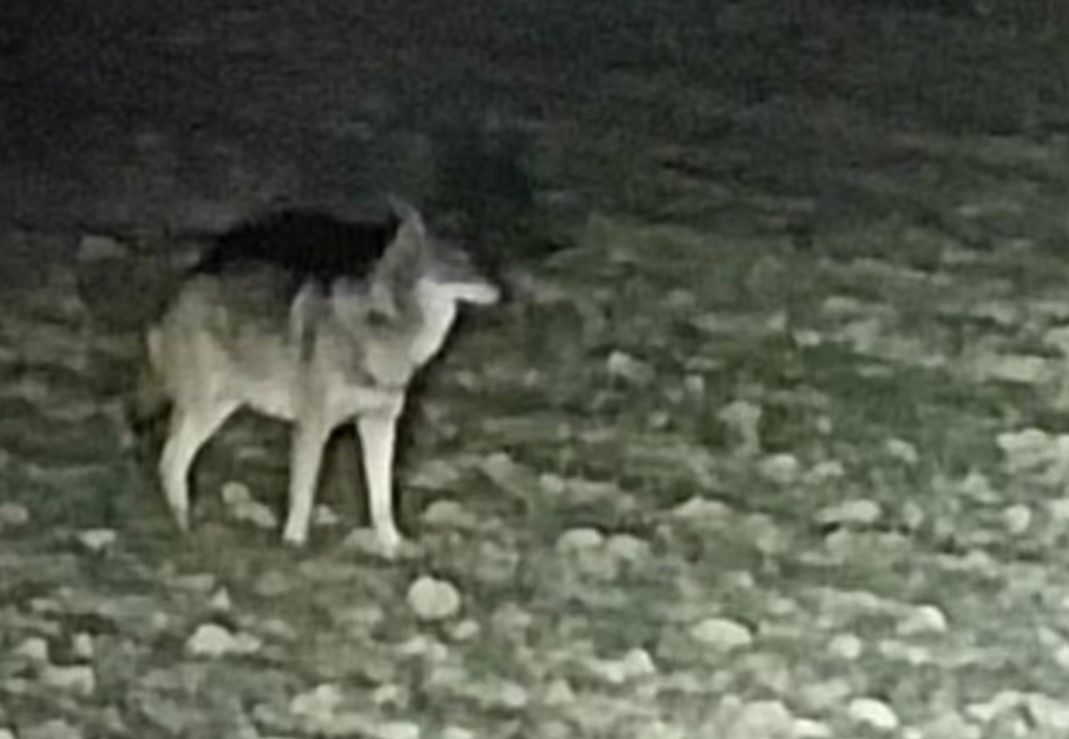 Im Februar wurde sogar in Leonding bei Linz in einem Feld ein Wolf fotografiert.