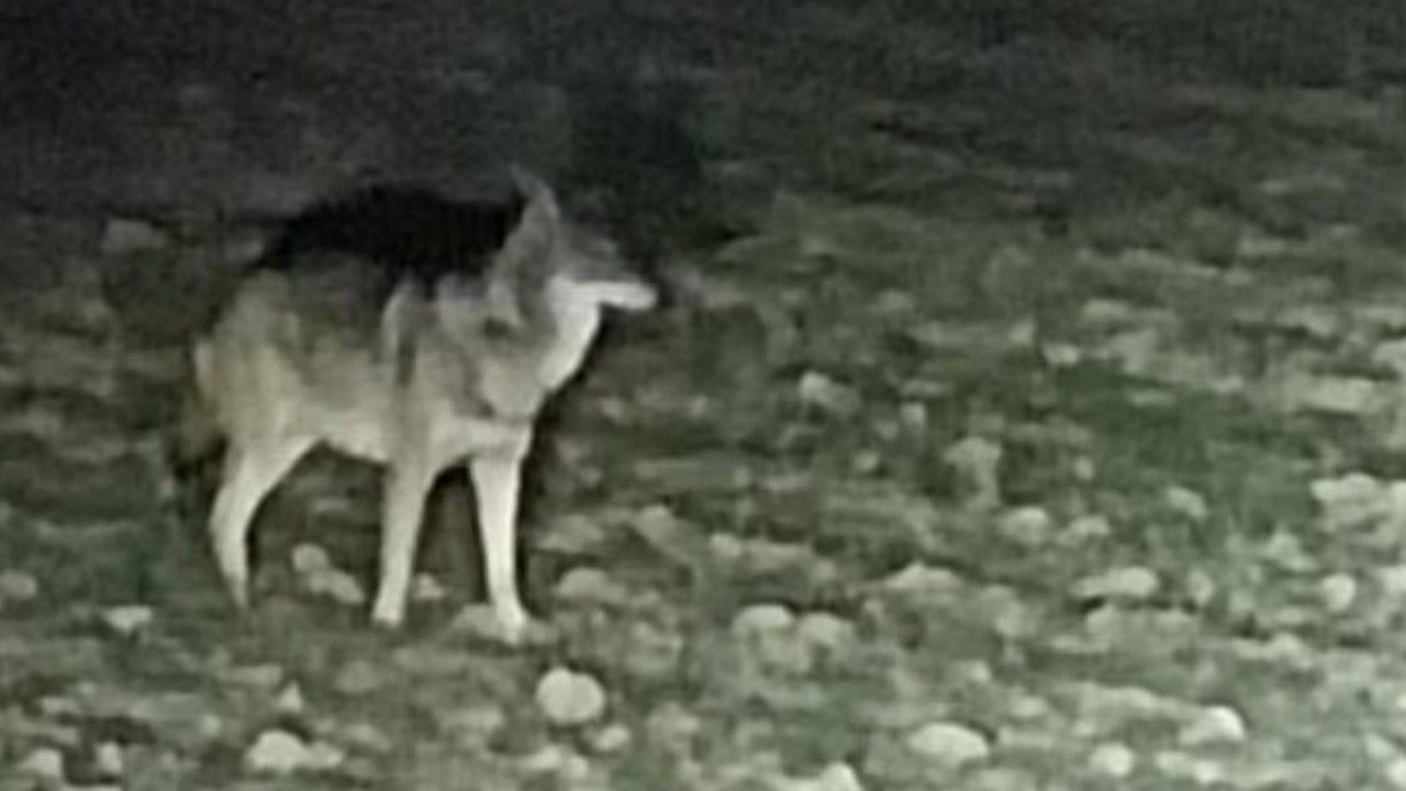 Heute.at - Junger Wolf 45 Meter vor Wohnhaus in OÖ erschossen