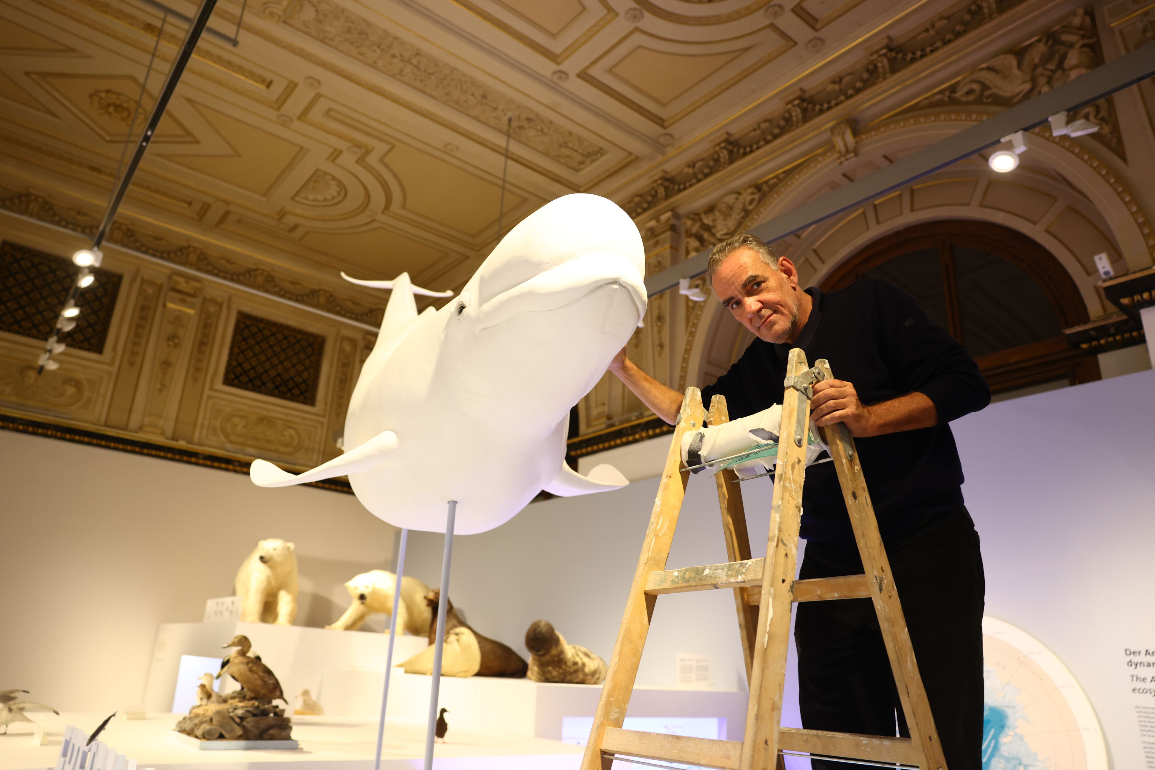 Letzte Arbeiten an den Ausstellungstücken der Arktis-Schau im Naturhistorischen Museum Wien