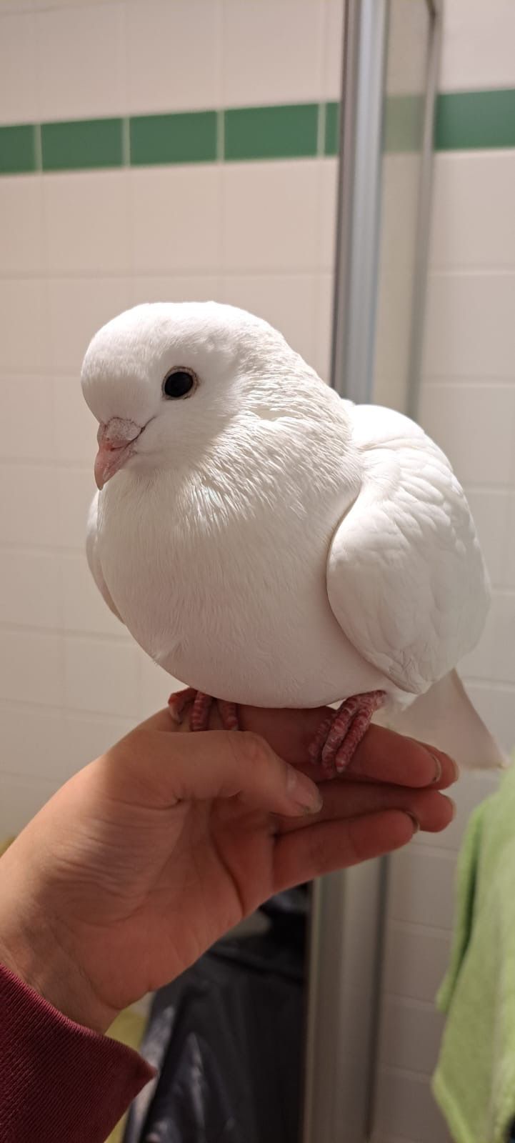 Diese weiße Taube wurde völlig erschöpft bei Krems auf der Straße gefunden. Sie war auf einer Hochzeit freigelassen worden.