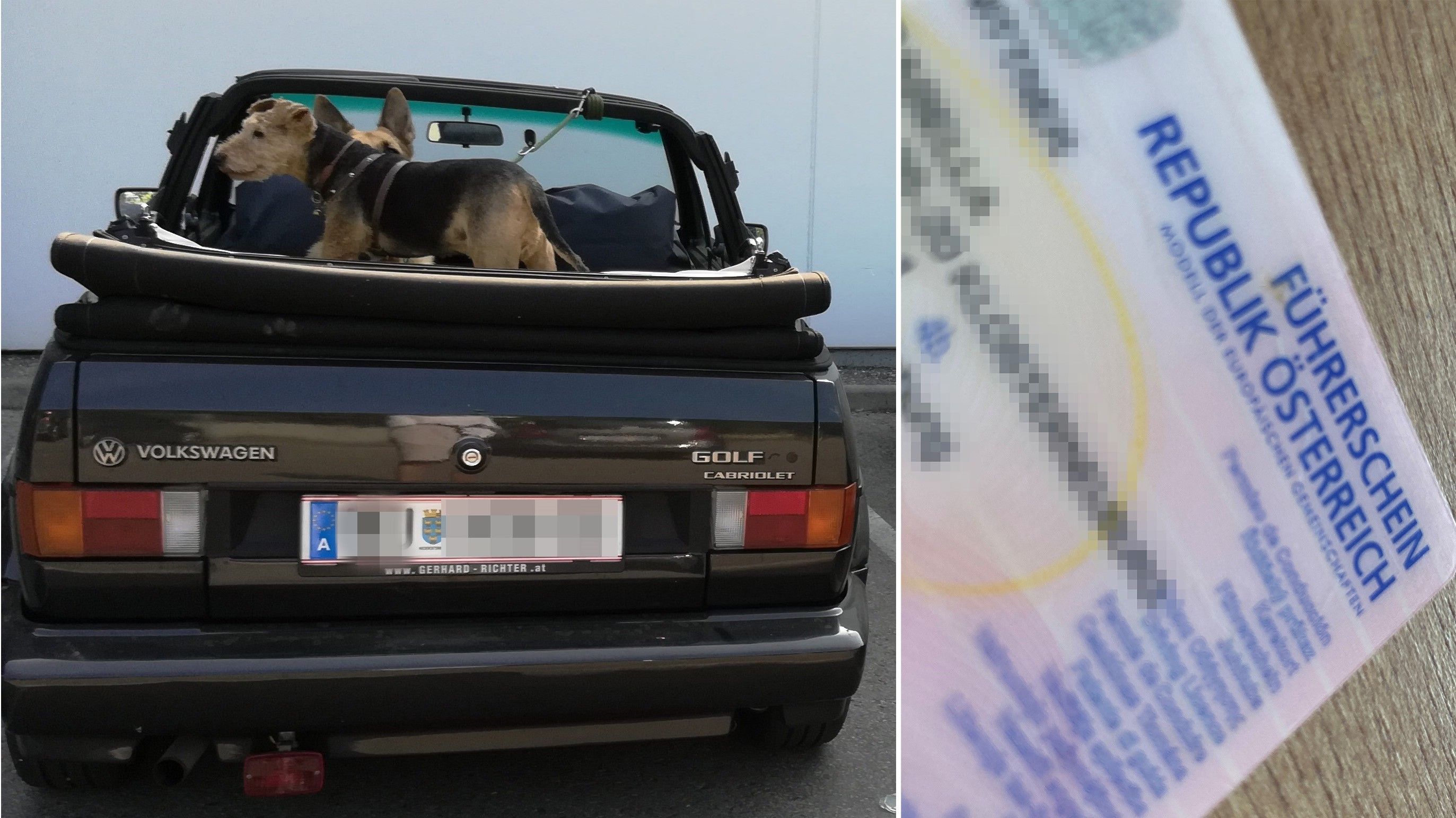 Hunde gelten als Ladung. Sind sie nicht entsprechend gesichert, gibt's einen Punkt. 