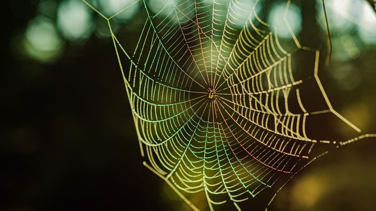 Spider web with dew drops in the morning in late summer, vibrant colours