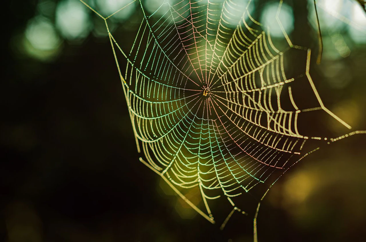 Spinnen In Der Wohnung Spirituelle Bedeutung Diese 5 Dinge locken Spinnen in deine Wohnung – Wohnen | Heute.at