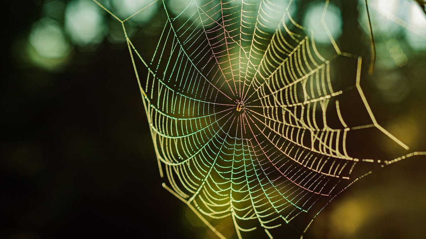 Diese 5 Dinge locken Spinnen in deine Wohnung