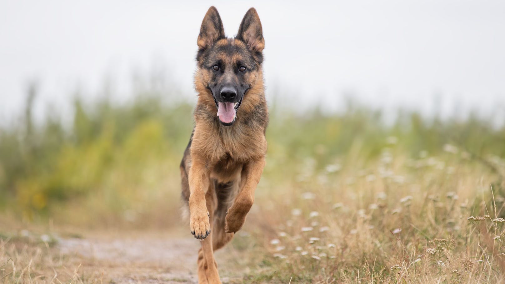 Nach Hundeattacken – jetzt sind strenge Regeln geplant