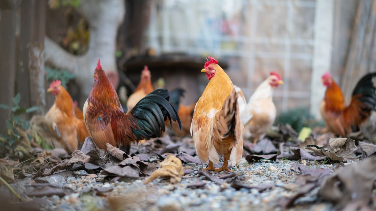 Free-range  Bantam chicken. A close photo of Red-brown domestic chickens in the village.