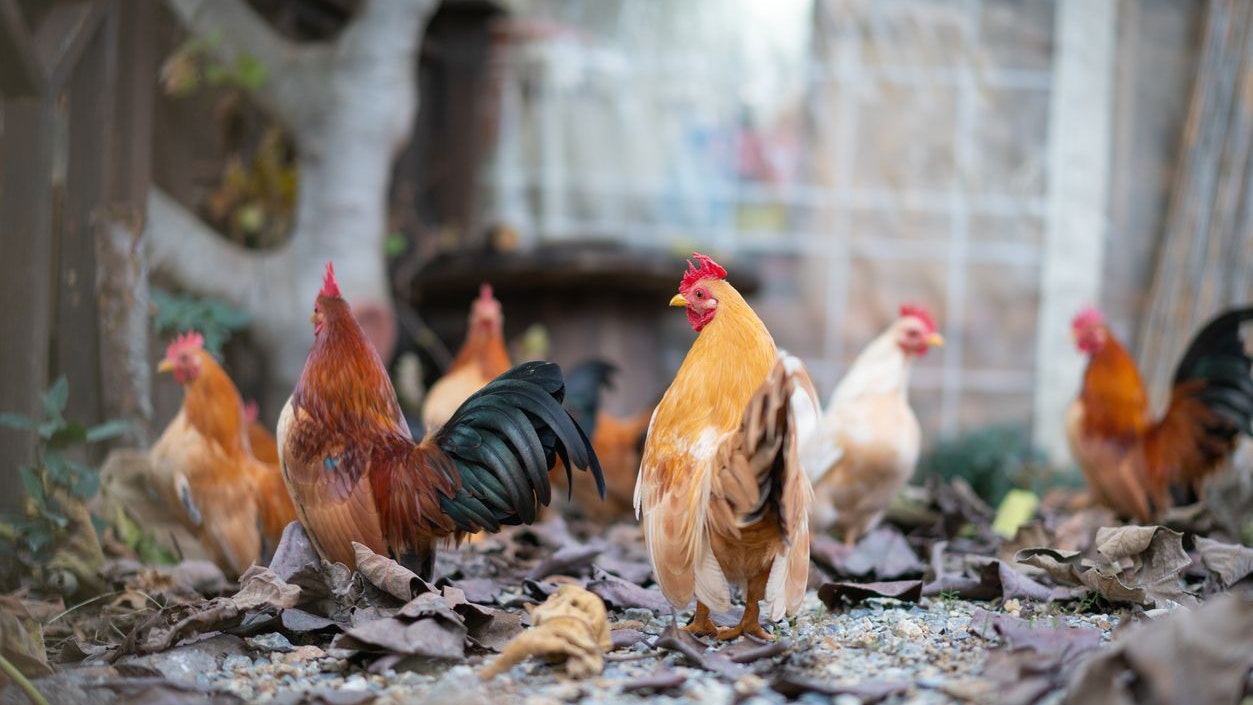 Free-range  Bantam chicken. A close photo of Red-brown domestic chickens in the village.