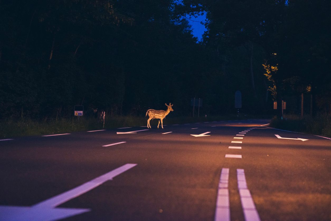Als das Reh unvermittelt auf die Straße sprang, konnte ein 87-jähriger Steirer eine Kollision nicht mehr vermeiden.  Symbolbild. 