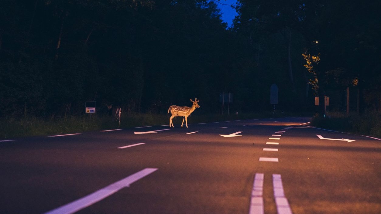 Als das Reh unvermittelt auf die Straße sprang, konnte ein 87-jähriger Steirer eine Kollision nicht mehr vermeiden.  Symbolbild. 