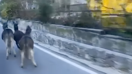 Feuerwehr jagte vier ausgebüxte Esel in Franzensfeste