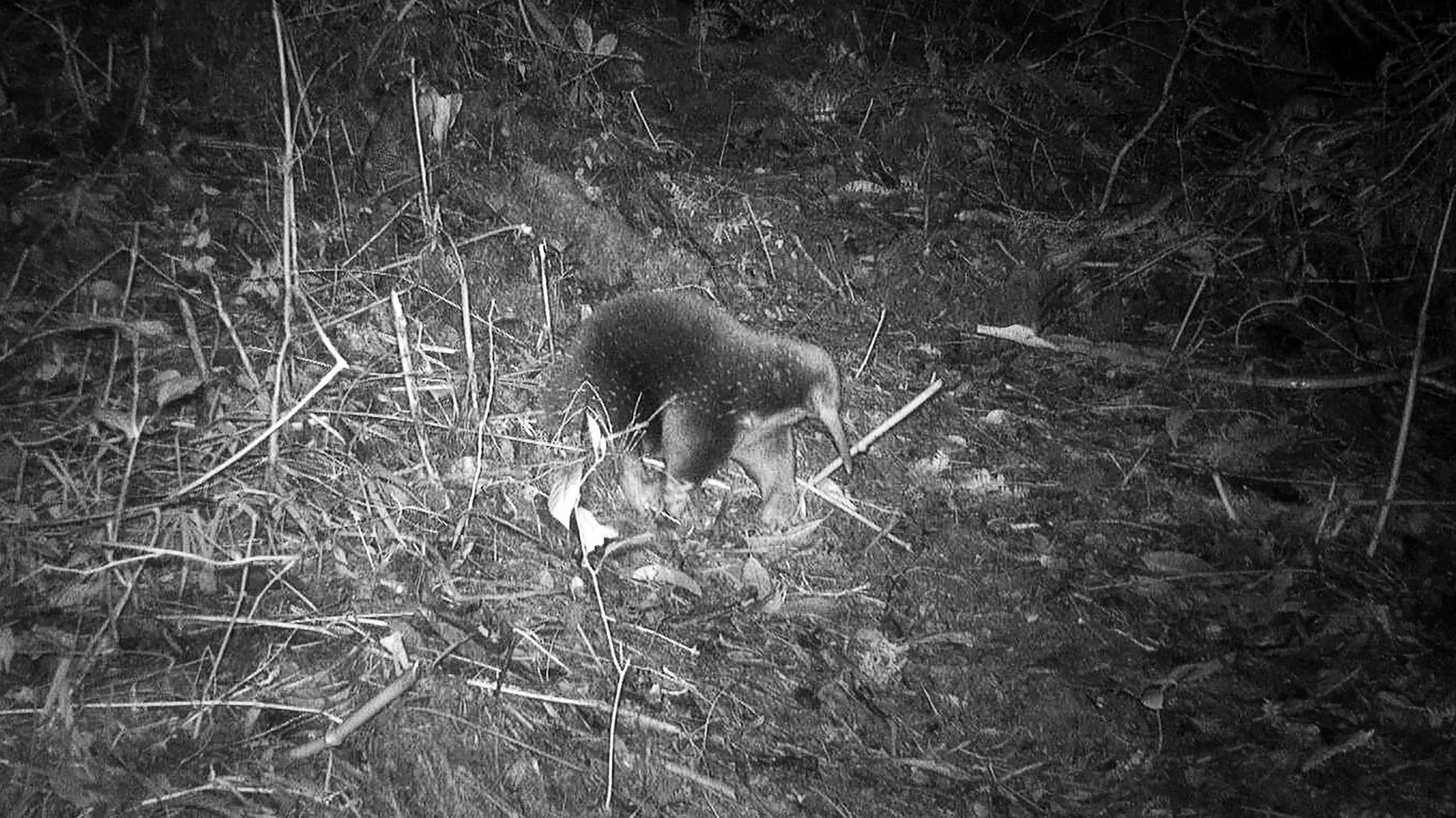 Download von www.picturedesk.com am 13.11.2023 (09:29).  *** SERVICEBILD *** TOPSHOT - This handout from Expedition Cyclops taken with a camera trap on July 22, 2023 and released on November 9, 2023 shows Attenborough's long-beaked echidna on the Cyclops mountains of Indonesia's Papua Province. An elusive echidna feared extinct after disappearing for six decades has been rediscovered in a remote part of Indonesia, on an expedition that also found a new kind of tree-dwelling shrimp. (Photo by Handout / EXPEDITION CYCLOPS / AFP) / -----EDITORS NOTE --- RESTRICTED TO EDITORIAL USE - MANDATORY CREDIT "AFP PHOTO / EXPEDITION CYCLOPS " - NO MARKETING - NO ADVERTISING CAMPAIGNS - DISTRIBUTED AS A SERVICE TO CLIENTS - 20230722_PD17586 - Rechteinfo: Servicebild (SB) Bei diesem Bild ist PictureDesk ausschließlich technischer Dienstleister und stellt eine technische Bearbeitungsgebühr in Rechnung. PictureDesk ist weder Urheber noch Rechteinhaber. Die Nutzung liegt in alleiniger Verantwortung des Kunden. Nur für redaktionelle Nutzung! Werbliche Nutzung erfordert Freigabe: bitte schicken Sie uns eine Anfrage.