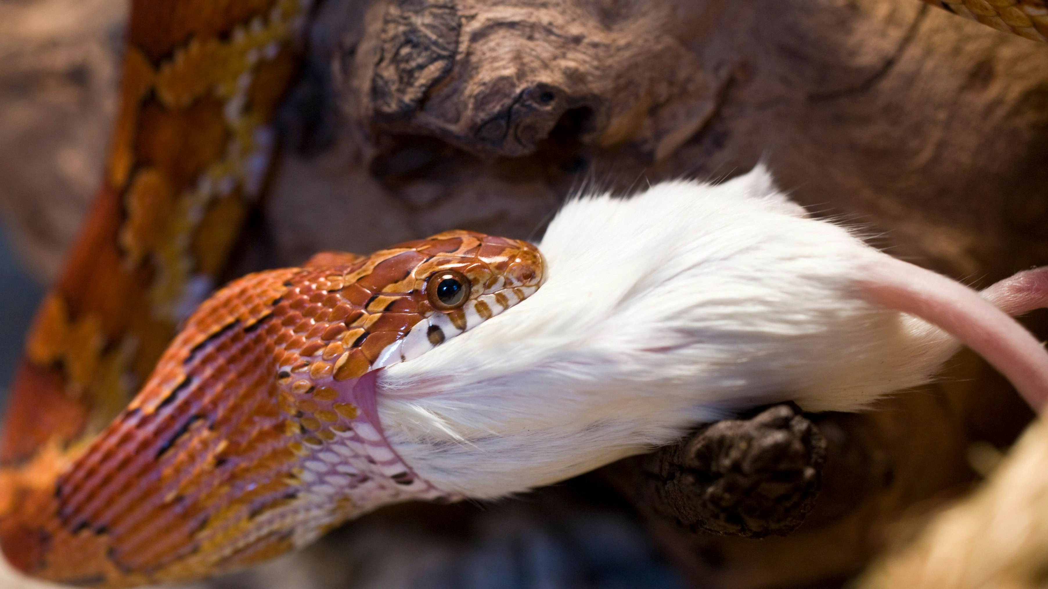 A macro shot of a snake eating a mouse, whole.