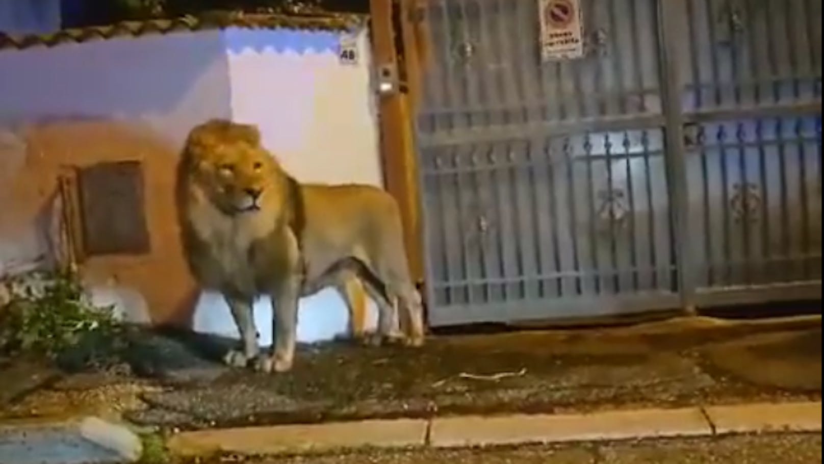 Zirkus-Löwe ausgebrochen – streunt durch Stadt