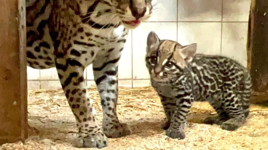 Ozelot-Nachwuchs im Weißen Zoo