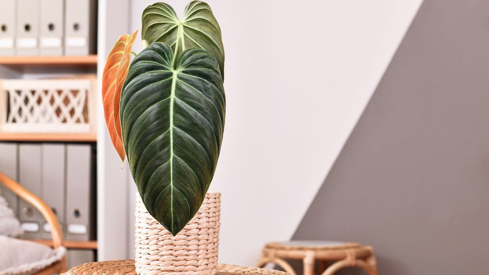 2. Philodendron