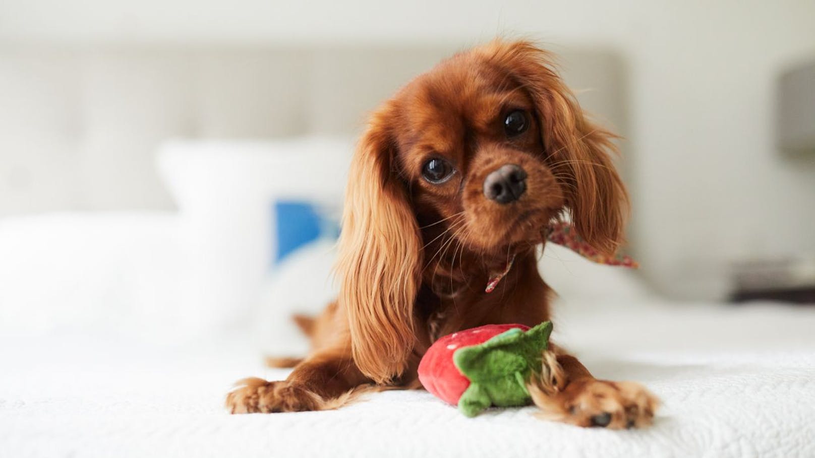 <strong>Cavalier King Charles Spaniel</strong>