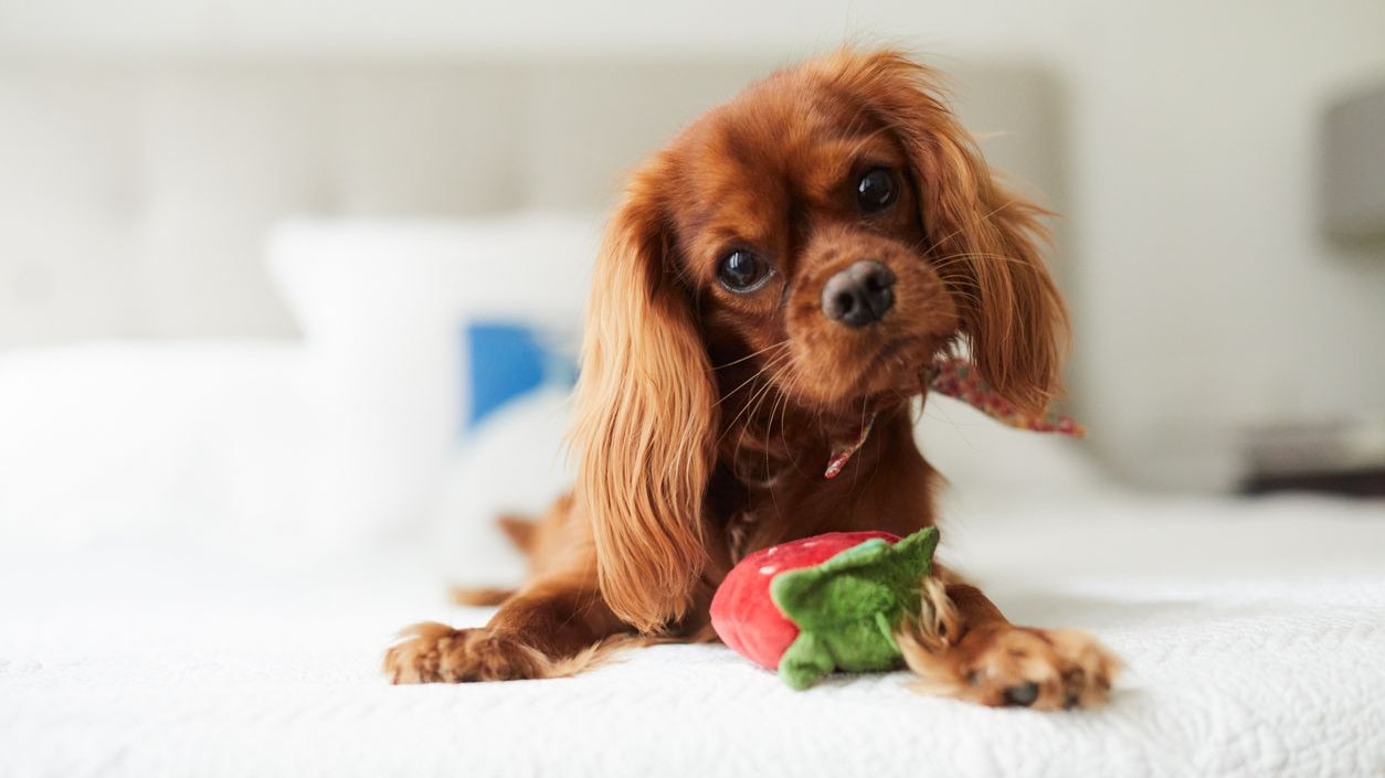 Cavalier King Charles Spaniel