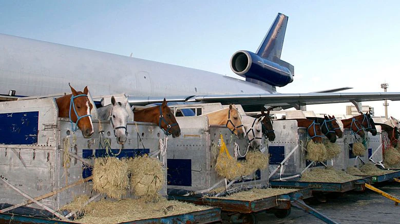 In solchen Boxen treten Pferde ihre Flugreisen an (Symboldbild)