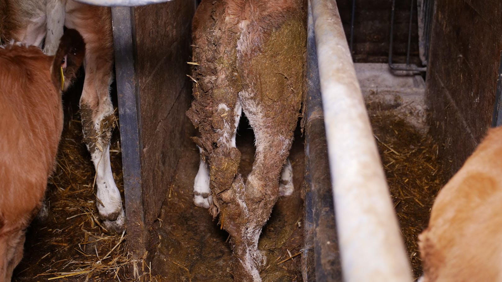 Der Verein gegen Tierfabriken deckte erneut einen schrecklichen Rinderbetrieb in Niederösterreich auf. 