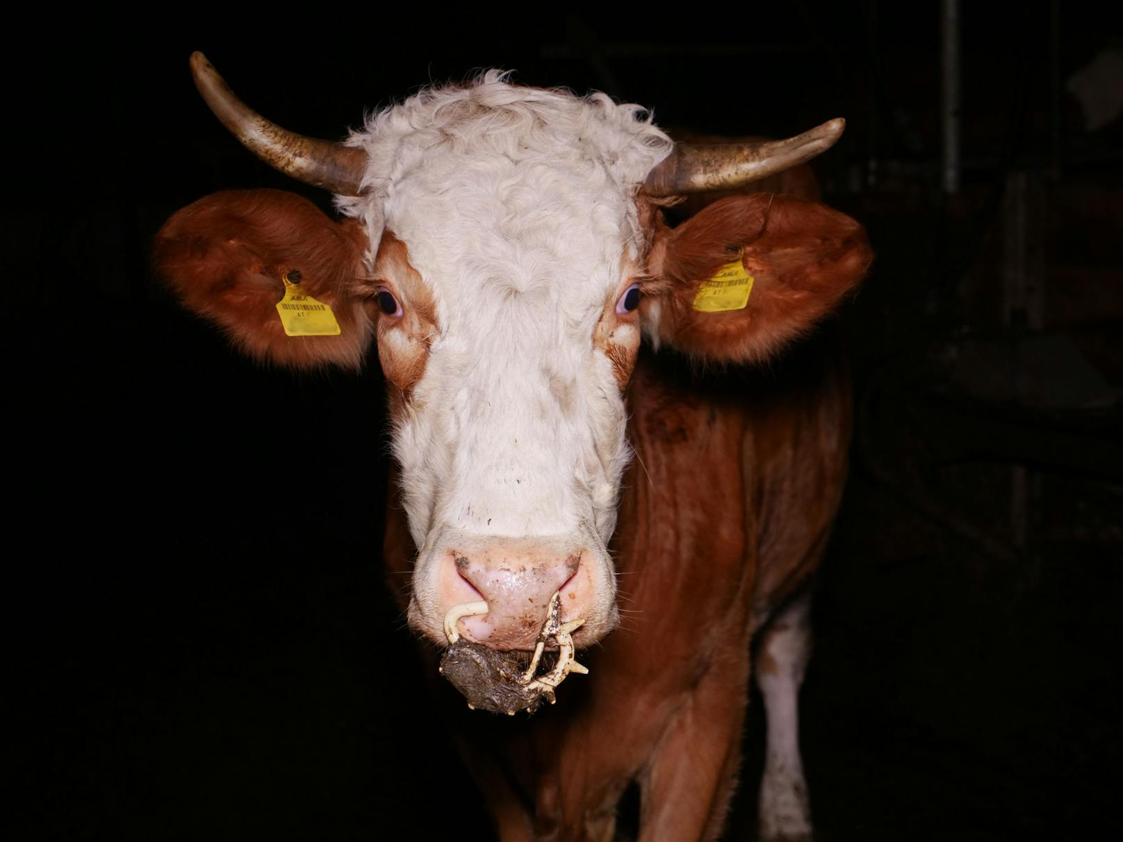 Dreckig, verletzt und spärlich umsorgt - das Leben einer Kuh in Österreich? 