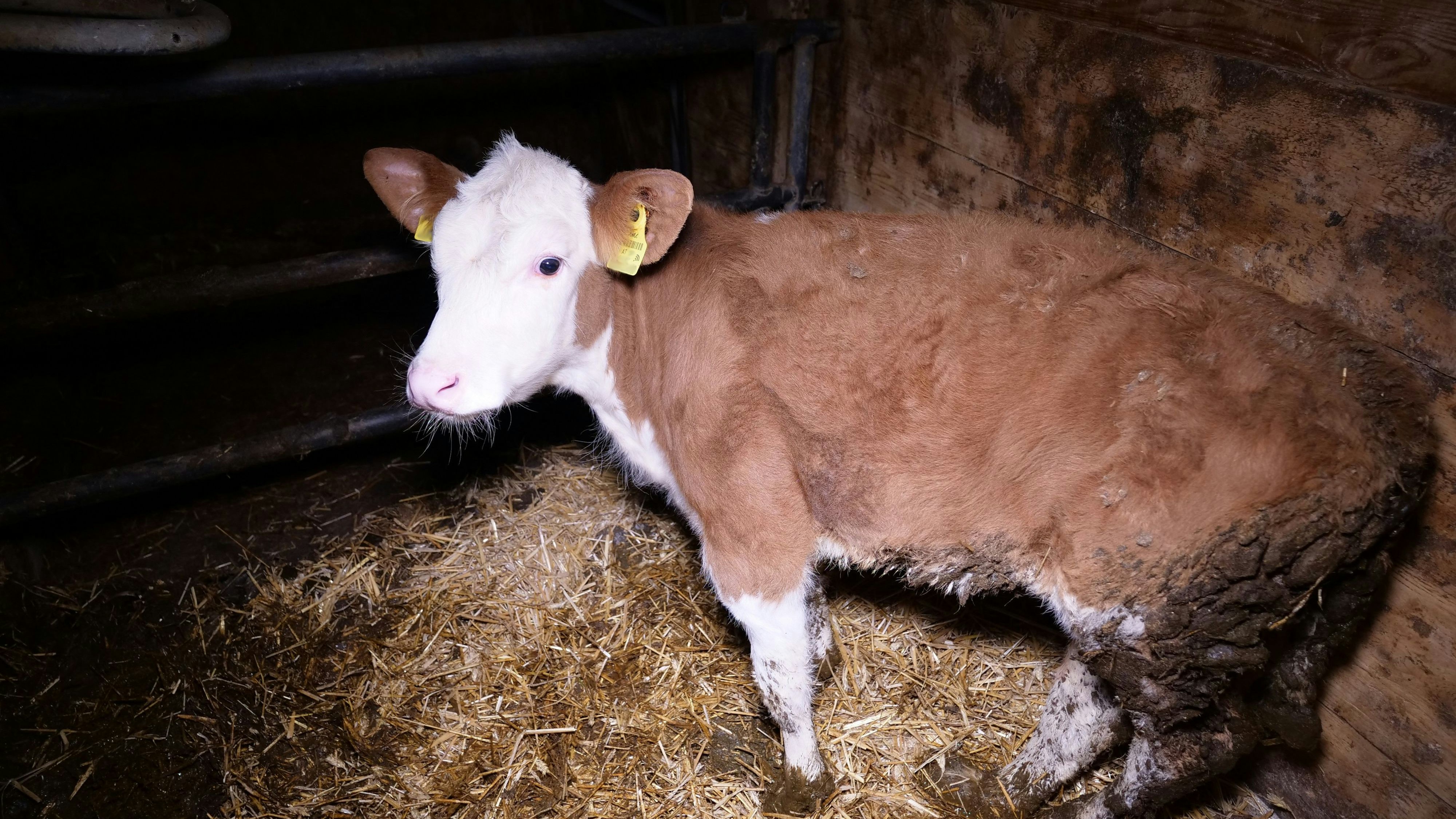 Ein Kälbchen hat ein verletztes Bein, doch gekümmert wird sich darum nicht. 