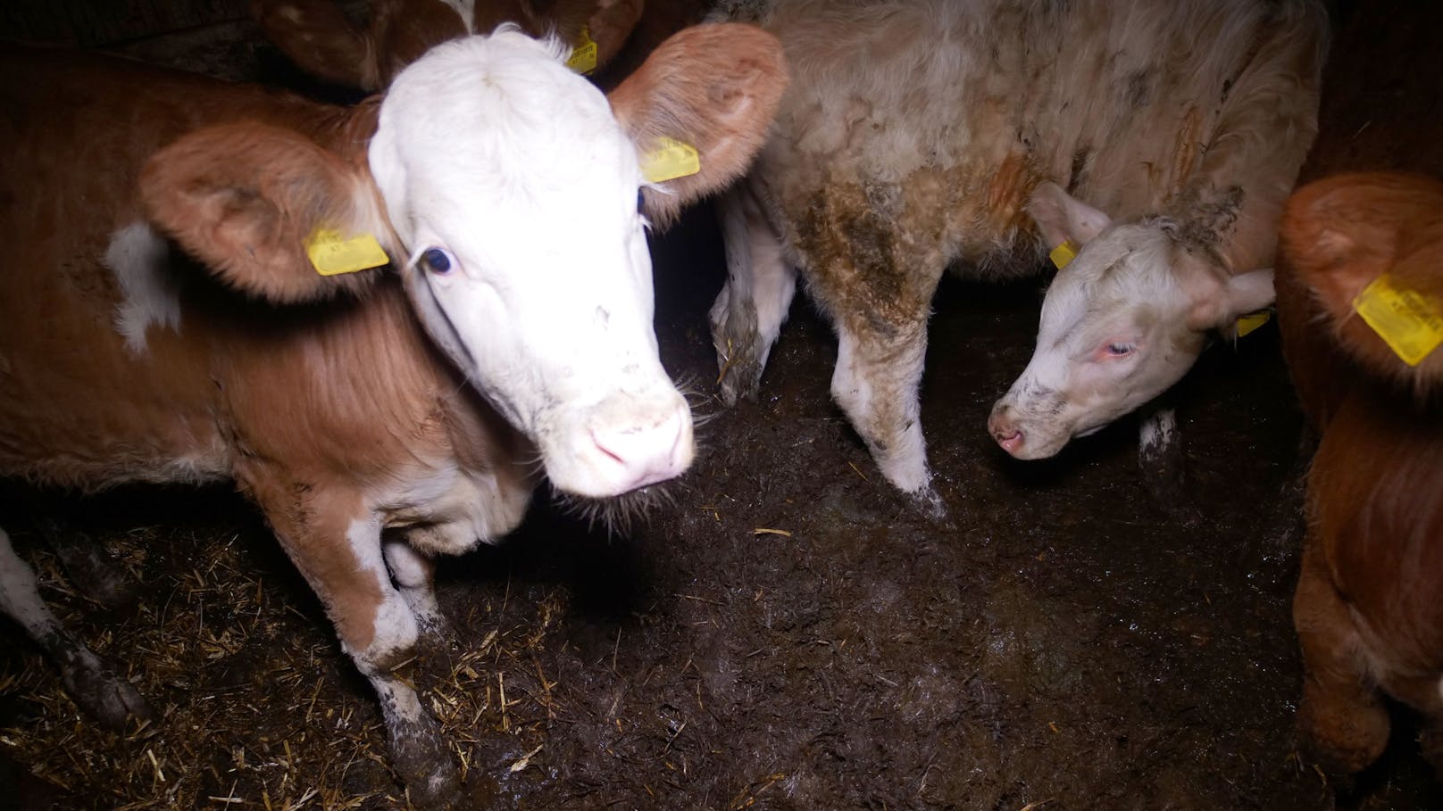 Alle Tiere - Kälber, Milchkühe und Maststiere stehen auf Vollspaltböden im eigenen Kot und Urin. 