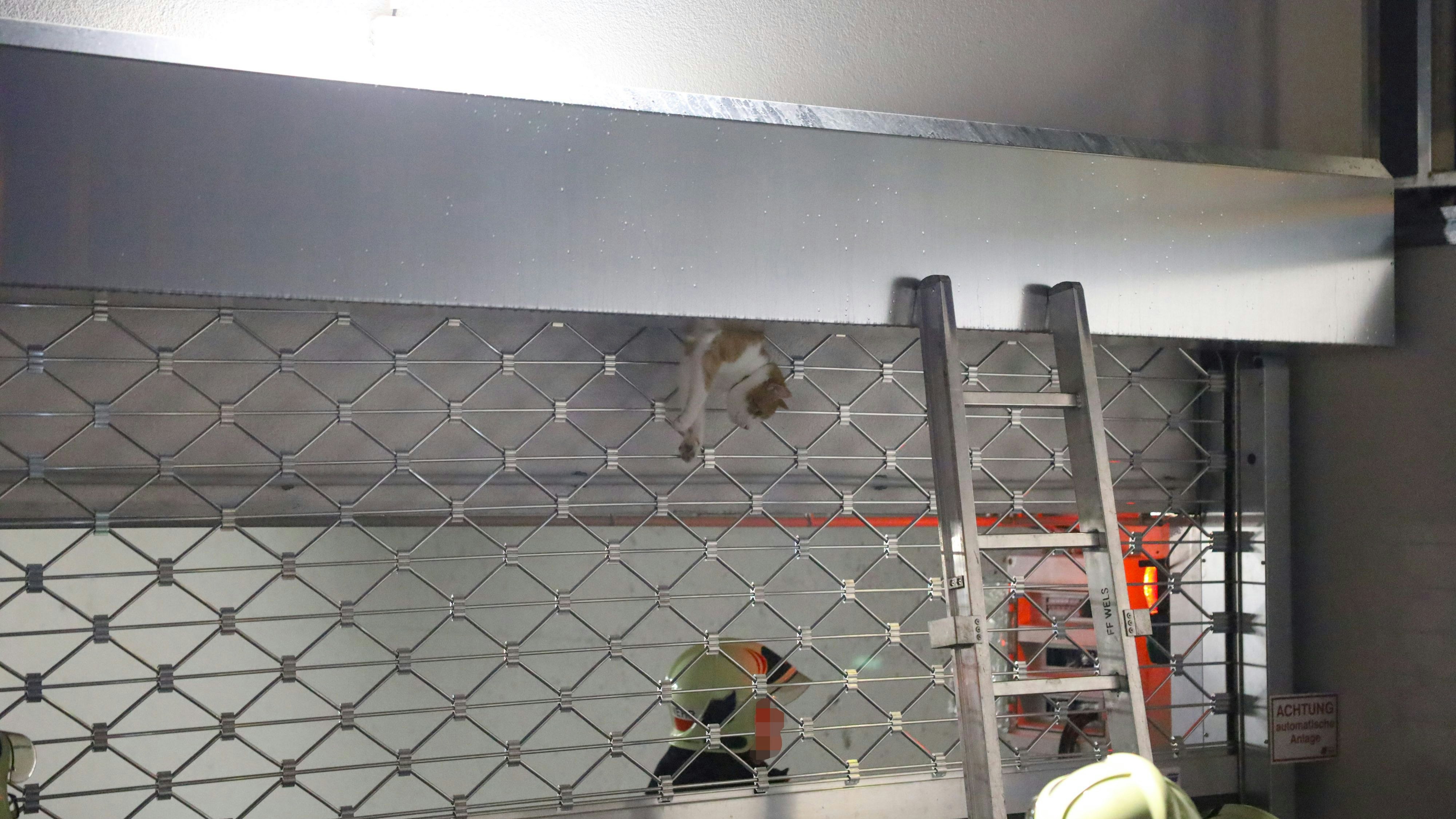 Die Einsatzkräfte befreiten die Katze in Wels aus ihrer misslichen Lage.