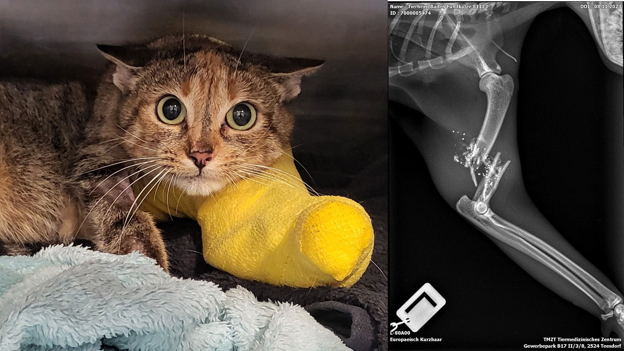 Die Katze wurde mit völlig zerschmettertem Oberarmknochen zum Tierarzt gebracht.