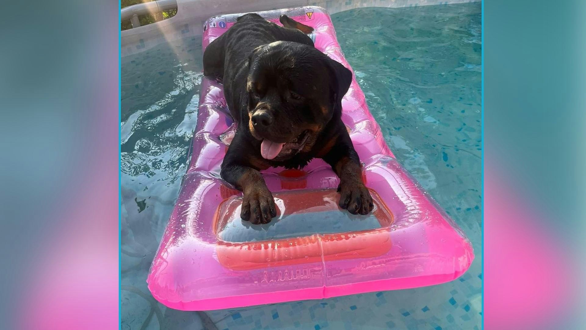 Der Kampfschmuser "Manfred", liebevoll "Freddy" genannt, überlebte die Kastration nicht. 
