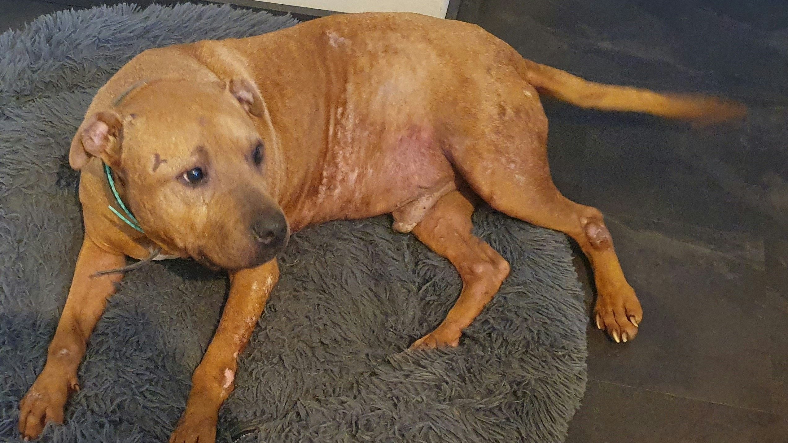 Nach zwei Monaten sieht der Bub schon richtig gut aus - nur die vielen Narben auf seinem Körper erzählen von seiner schrecklichen Vergangenheit.