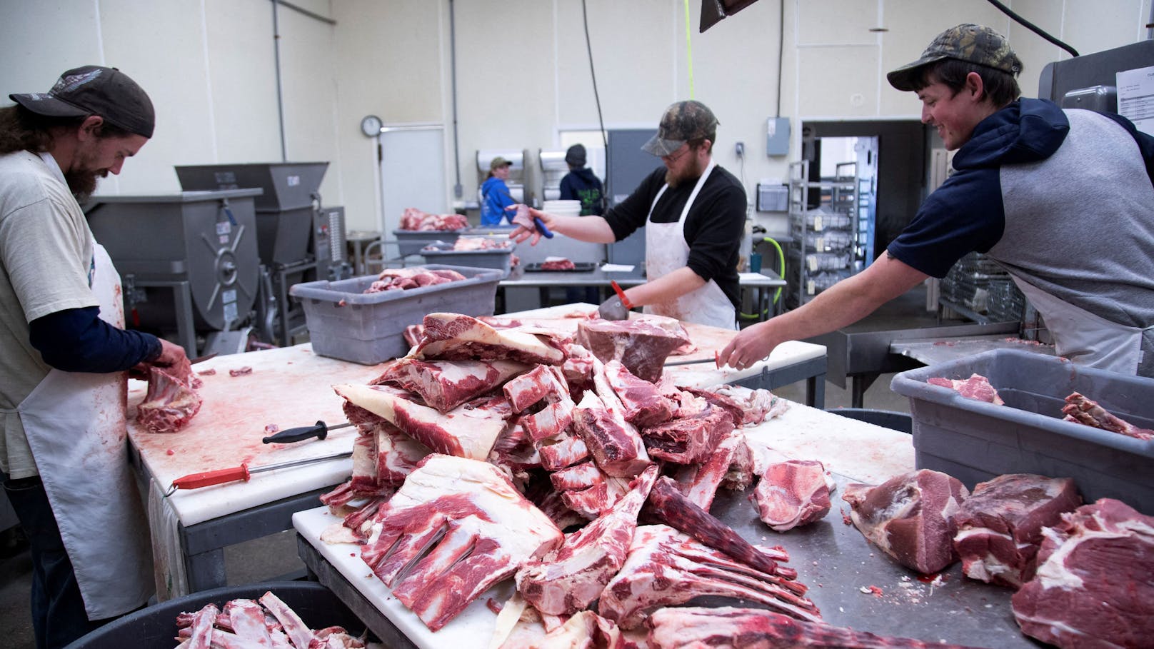 Hitzige Debatte um Verbot von Laborfleisch in Italien