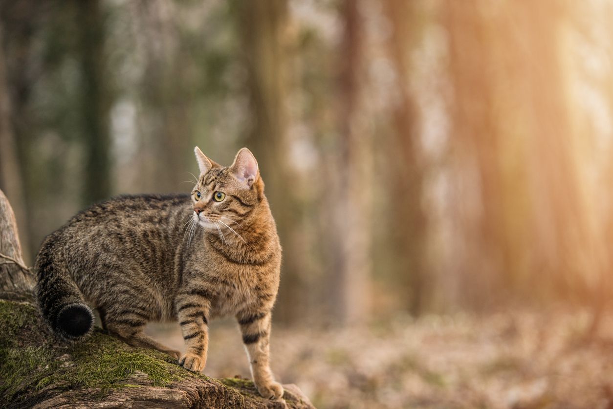 Die Katze war offenbar fast 1.000 Kilometer weit gelaufen, um ihr Frauchen zu finden. Symbolbild. 