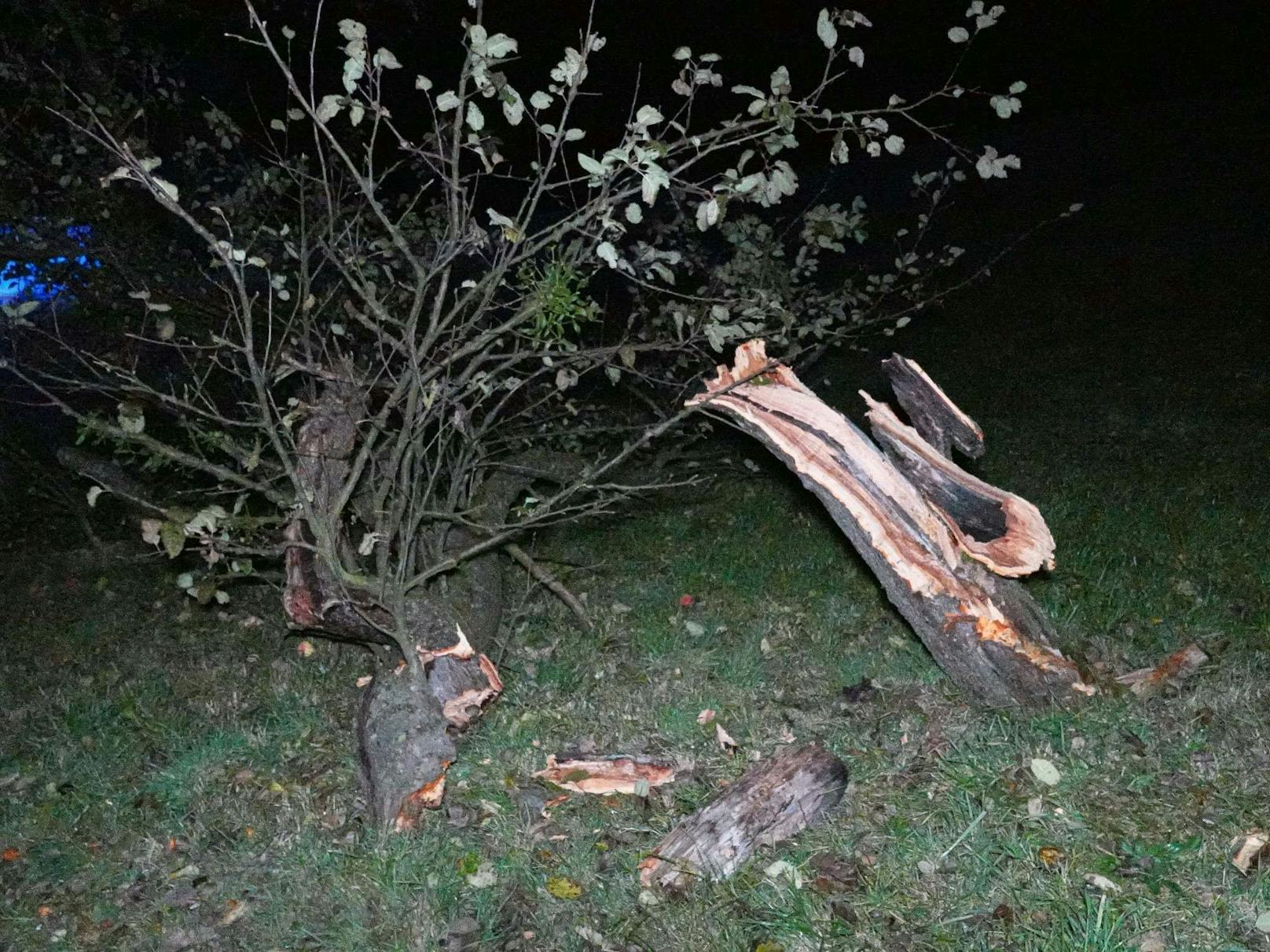 Durch den Aufprall wurde der Baum in zwei gerissen.