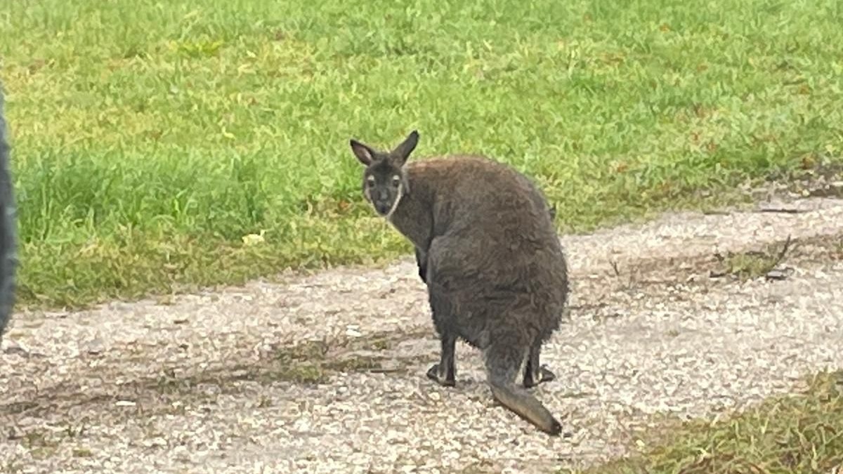 Dieses kleine Känguru, ein so genanntes Wallaby, wurde immer wieder im Bezirk Vöcklabruck gesichtet.
