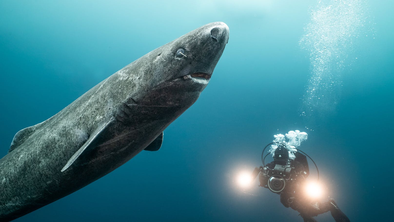 Christina Karliczek Skoglund film einen Eishai mit einem Ruderfußkrebs im Auge. Noch ist nicht klar, ob der Krebs ein Parasit oder ein Symbiont ist…