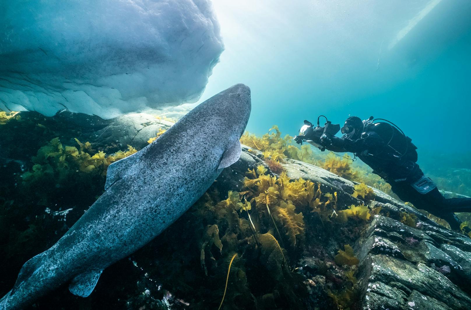 Einen Eishai  zu filmen ist ein aussergewöhnlicher Moment für Kamerafrau Christina Karliczek Skoglund.