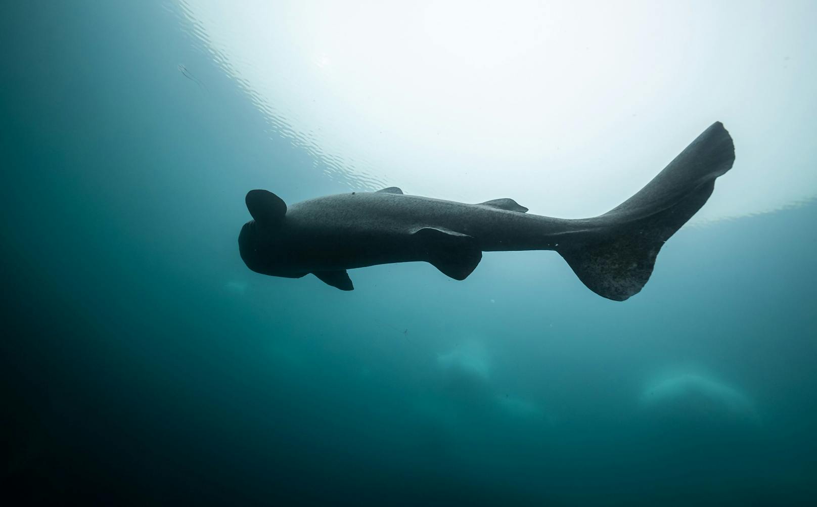 Silhouette eines Eishaies nahe der Oberfläche. 