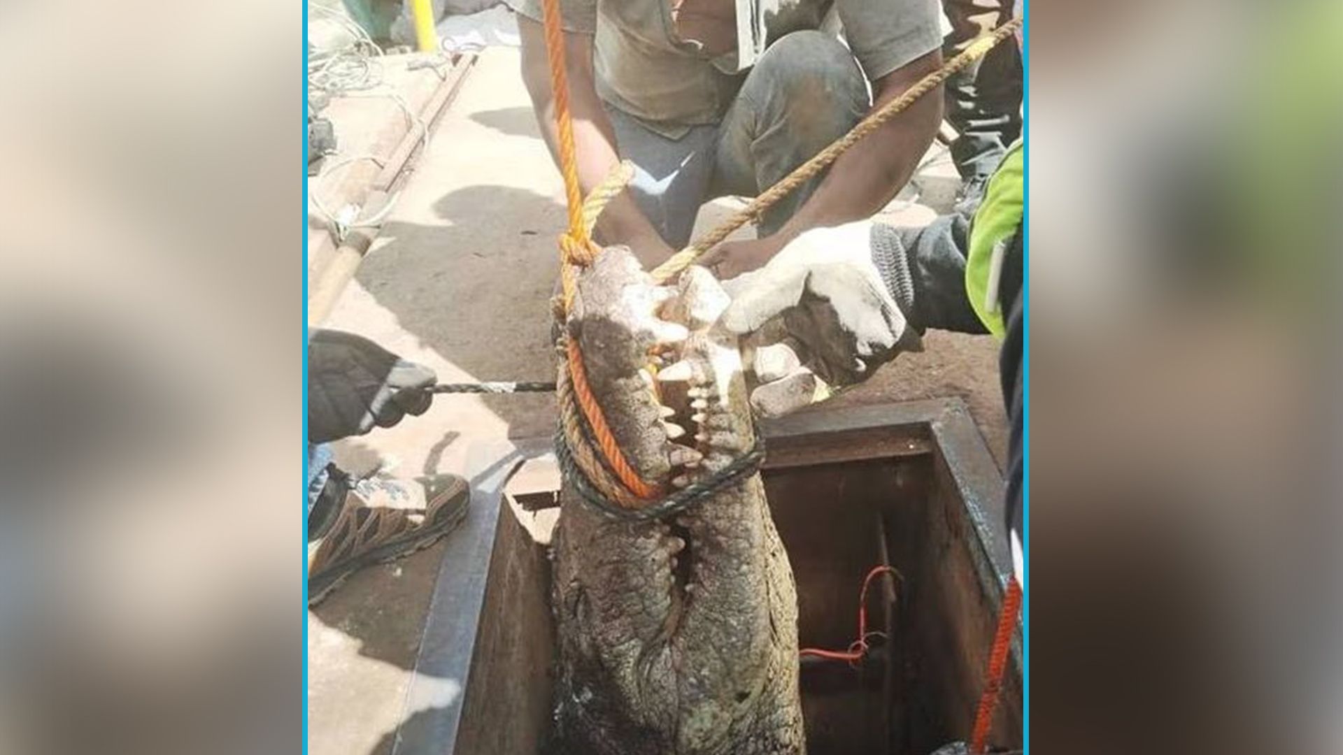 Etwa drei Meter lang und rund 200 Kilogramm schwer, war das dicke Reptil. 