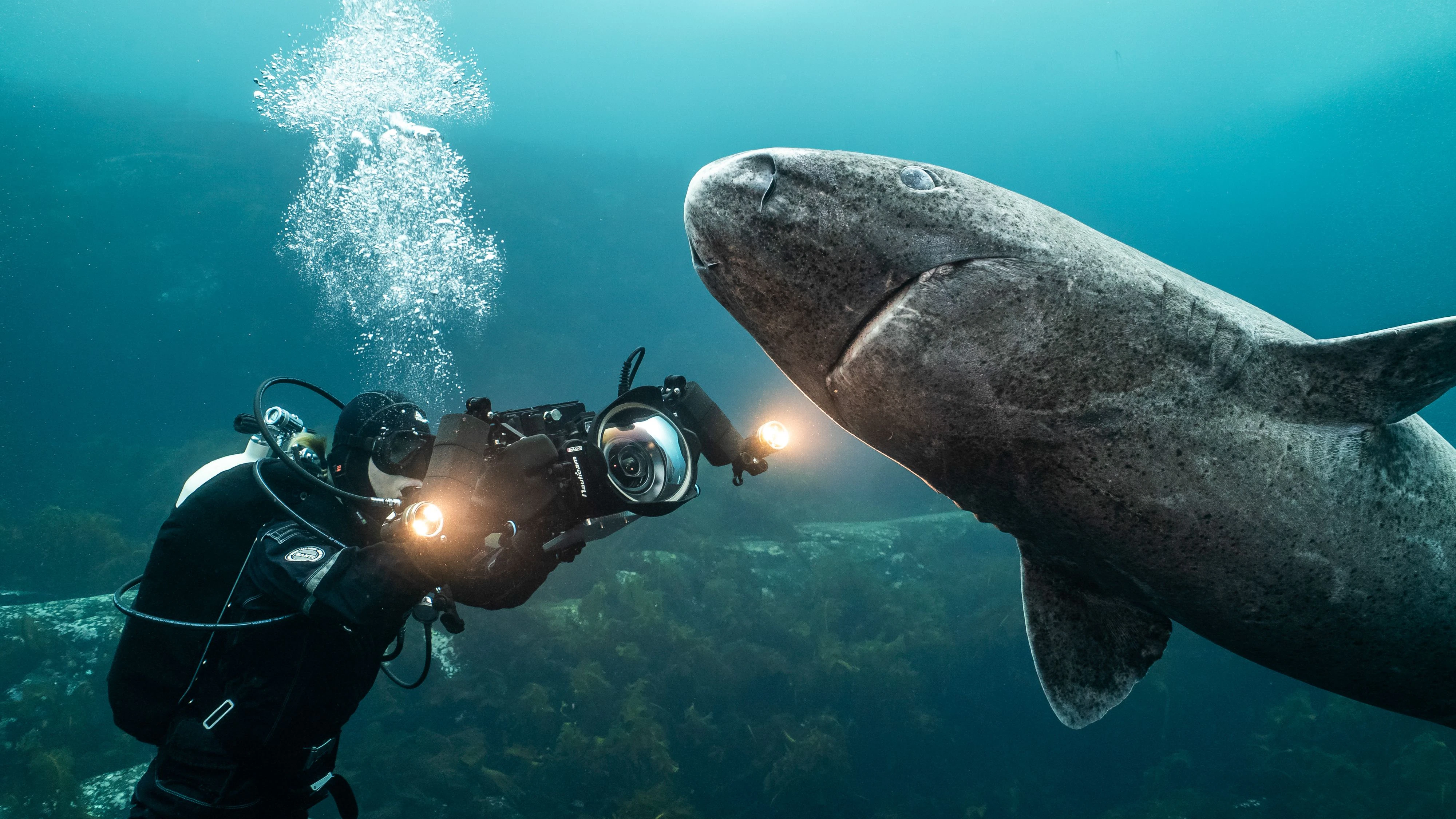 Unterwasser Kamerafrau Christina Karliczek filmt einen etwa 4 meter langen Eishai nahe der Wasseroberfläche. 
